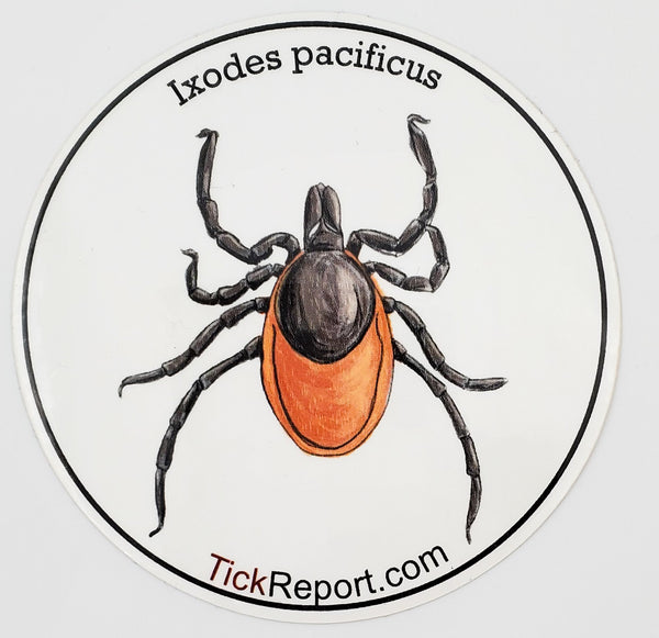 Ixodes pacificus: Western Black-legged tick vinyl sticker - Blank background