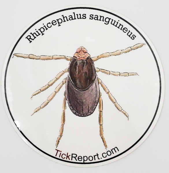 Rhipicephalus sanguineus: "Brown dog tick" vinyl sticker - white background